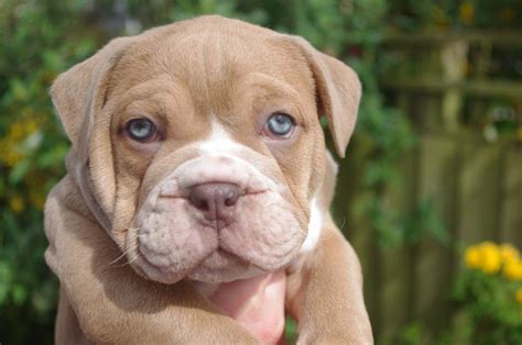 english bulldog virginia|english bulldog puppies in virginia.